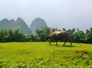 Scenes of water buffalo grazing along the Li River in Yangshuo, China
