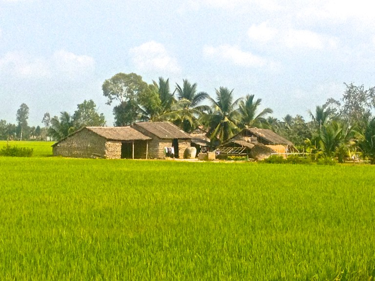 Beautiful bright green rice paddies in South Vietnam