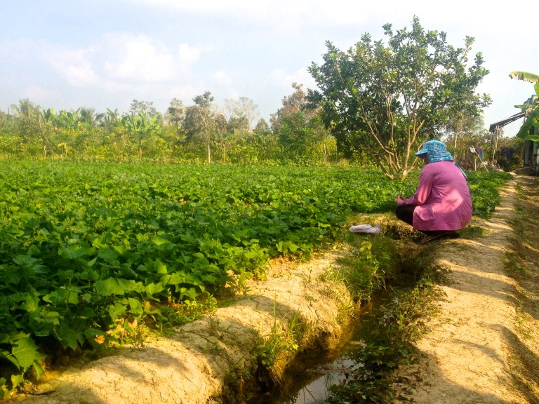 Villager tending to the rice paddies in South Vietnam