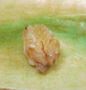 Amazing piece of fresh prawn sushi at Kyubei in Ginza, Tokyo