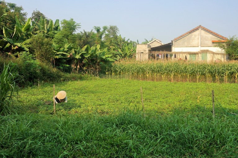 A farmer picking peanuts from a field in Hoi An's countryside 