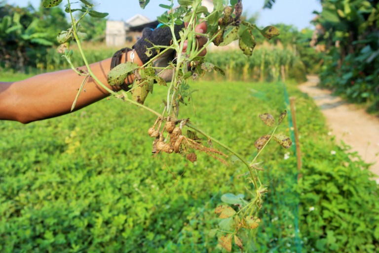 Fresh peanuts plucked from the field in Hoi An's countryside 
